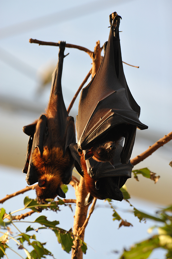 Flughunde (Pteropodidae)