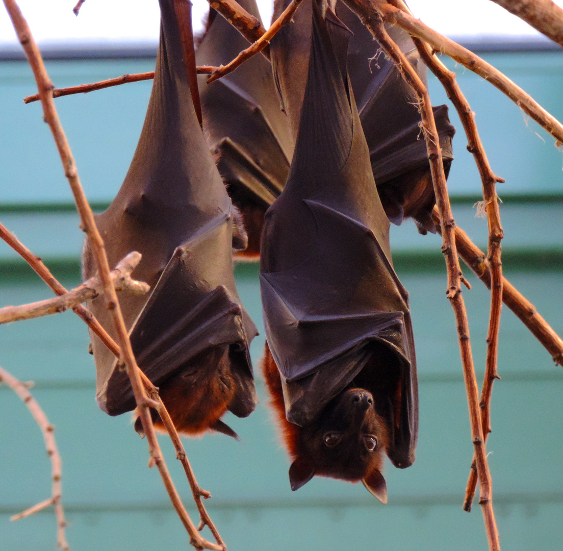 Flughunde Tierpark Berlin