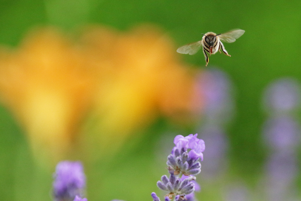 Flugimpression über dem Lavendel