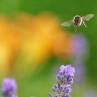 Flugimpression über dem Lavendel