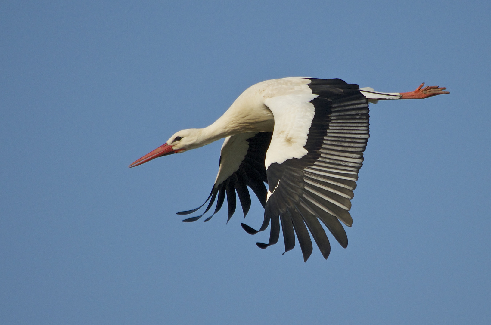 Flugimpression Weissstorch