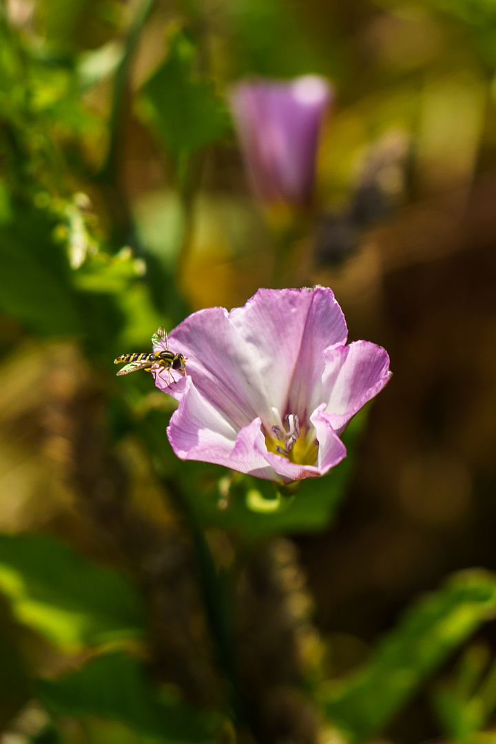 Fluginsekt auf Blüte