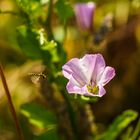 Fluginsekt im Anflug auf Blüte