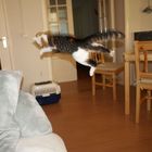 Flugkatze