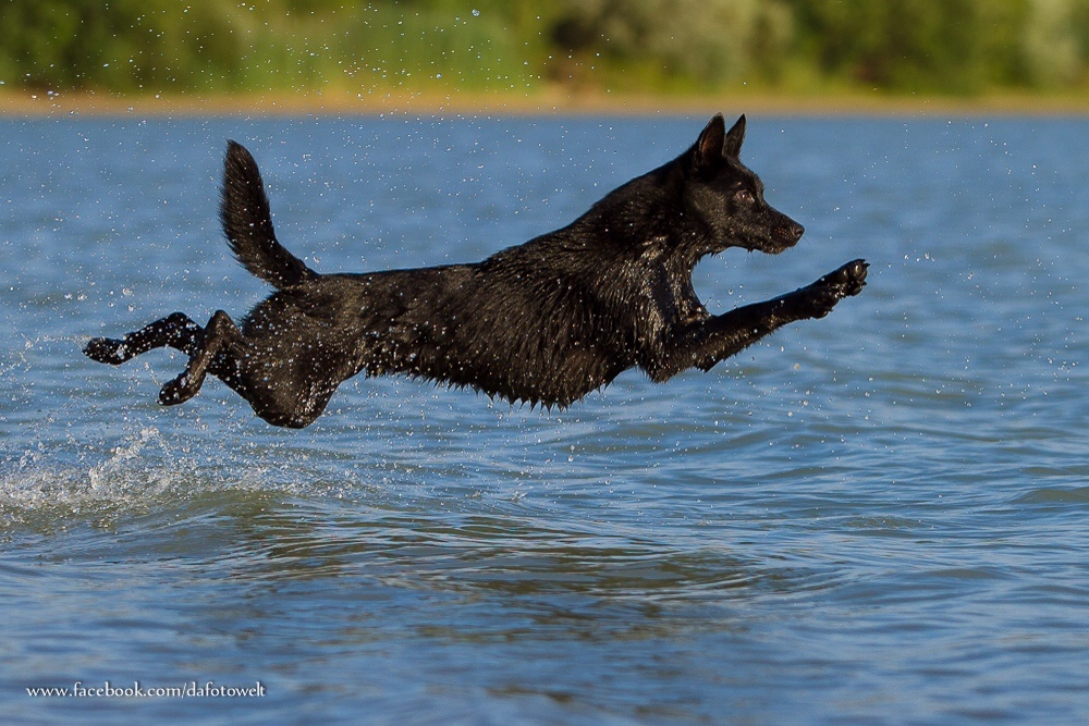 *Flugkelpie*