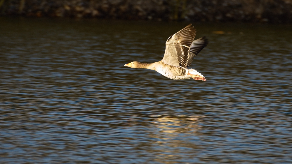 Flugkörper