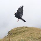 Flugkünste der Alpendohle