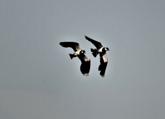 .*.*.*. Flugkünstler .*.*.*.*