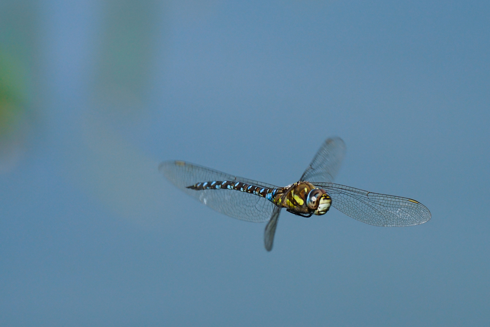 Flugkünstler II