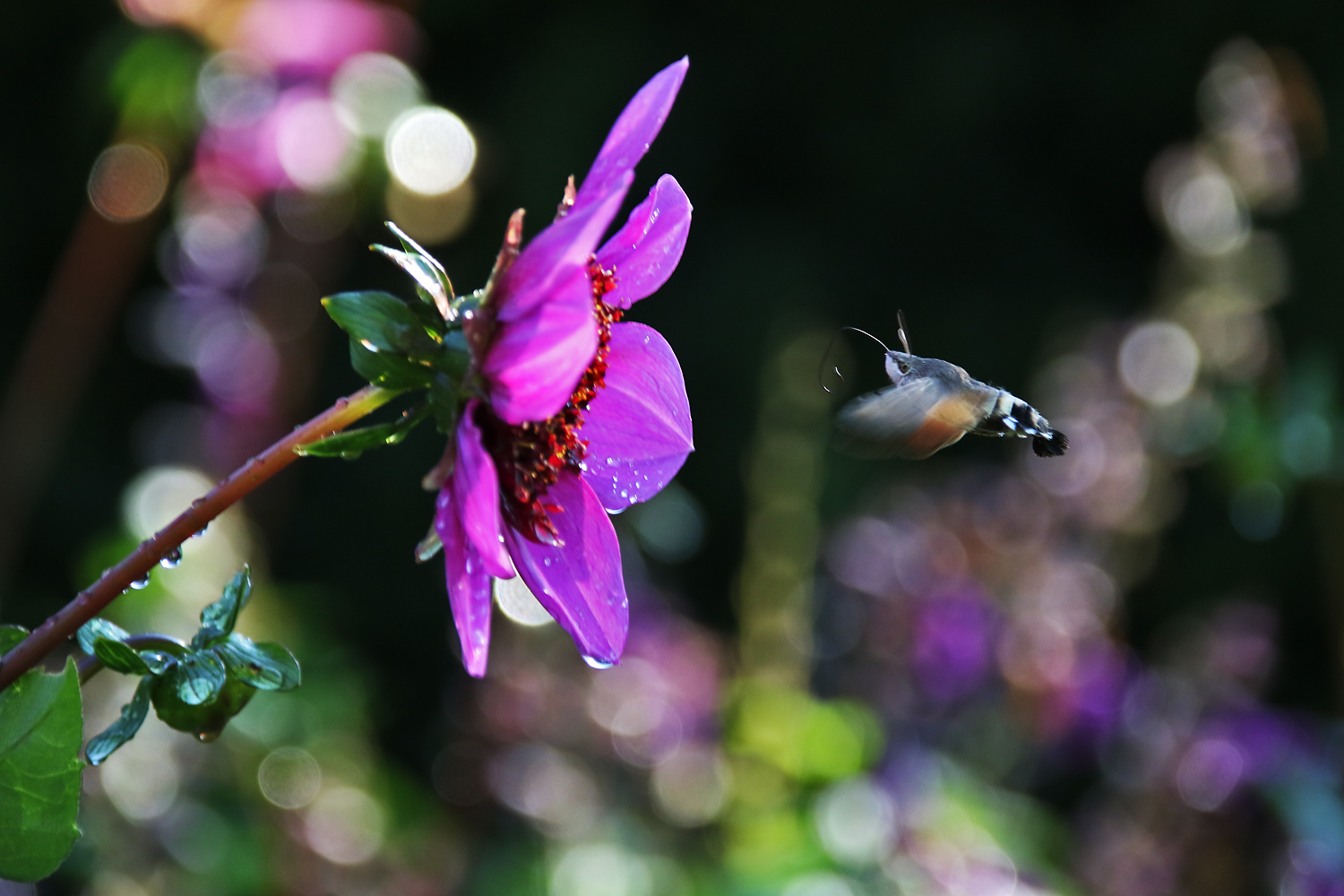 Flugkünstler im herbstlichen Farbenland