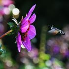 Flugkünstler im herbstlichen Farbenland