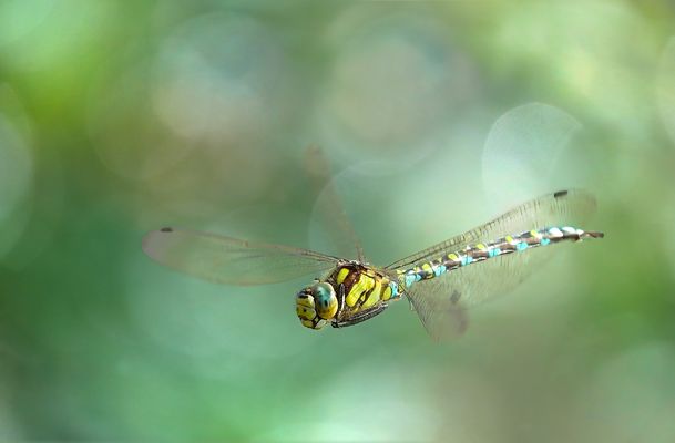 Flugkünstler Libelle