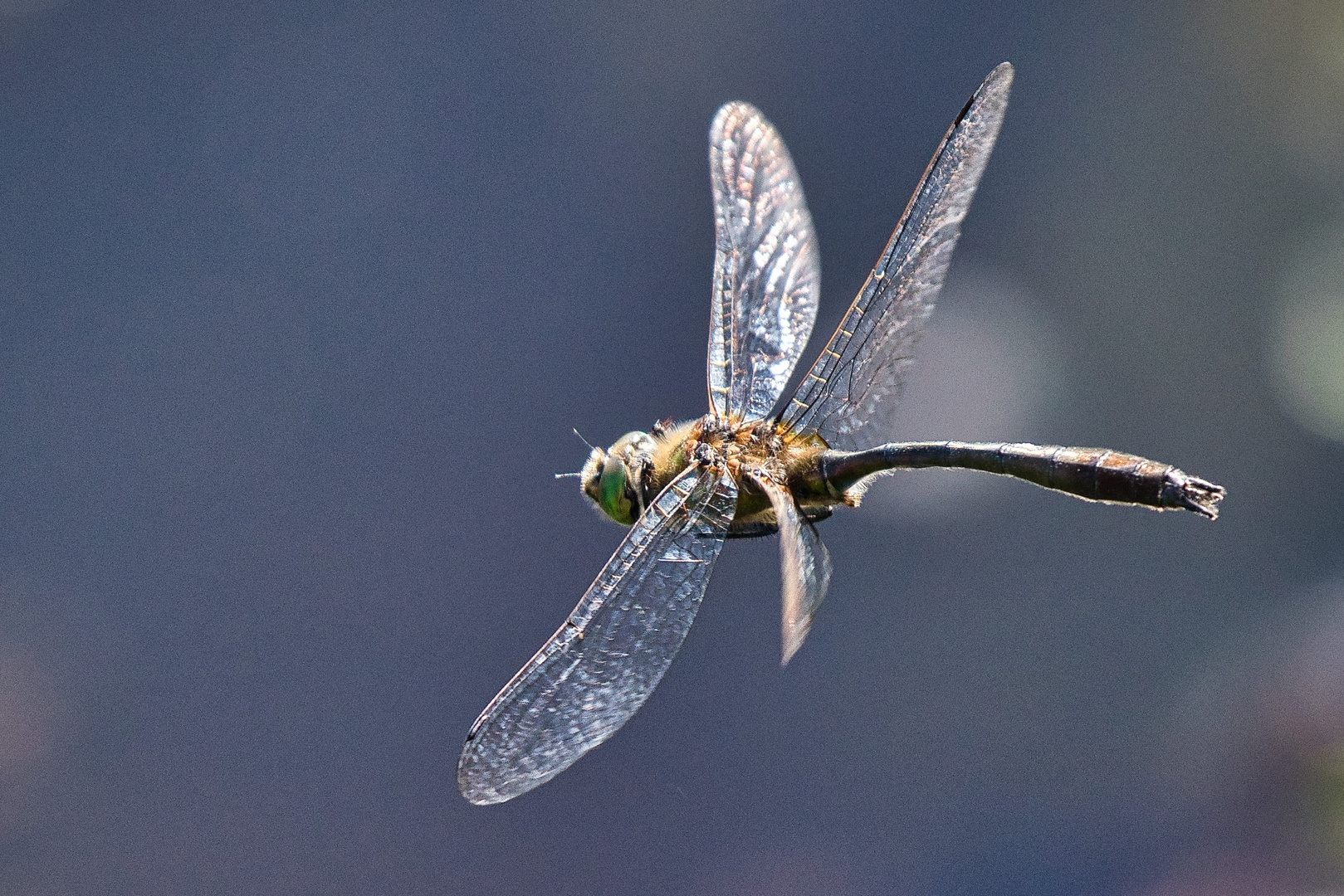 Flugkünstler Libelle