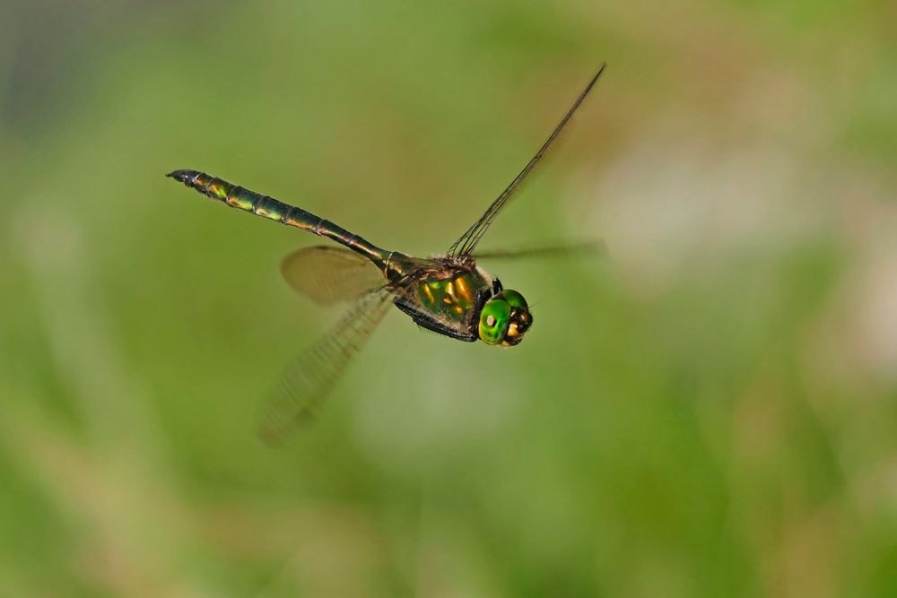 Flugkünstler (Smaragdlibelle, Cordulia aenea)