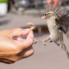 Flugkünstler Sperling