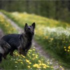 **Fluglärm im Paradies**