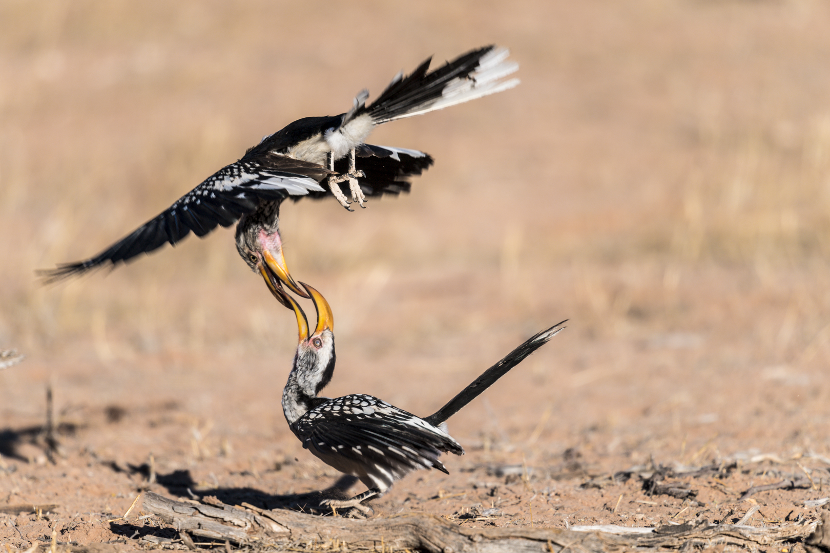 Flugmanöver der „Hornbills“