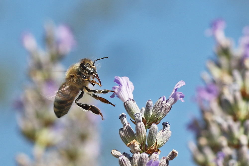 Flugmanöver einer Biene am Lavendel