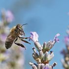 Flugmanöver einer Biene am Lavendel