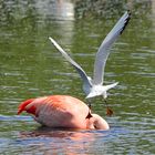 Flugmanöver: Komm meinem Nest nur nicht zu nah!