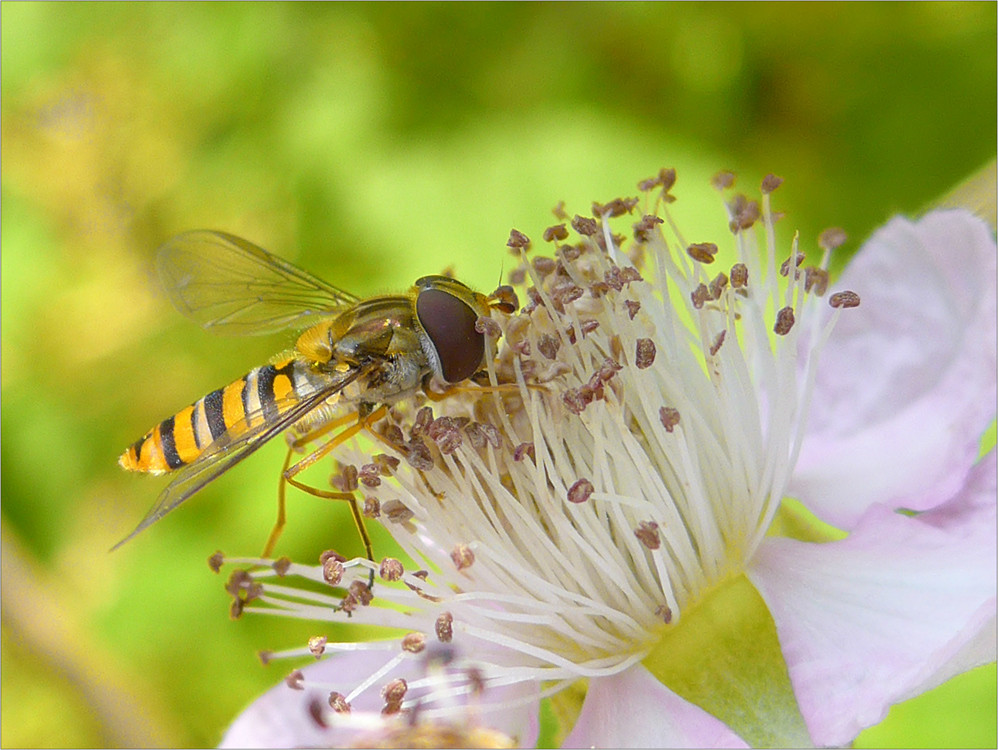 Flugmaschine