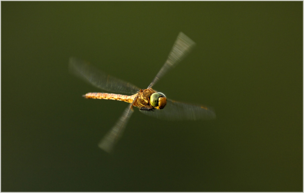 Flugmaschine