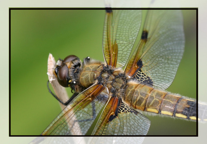 Flugmaschine