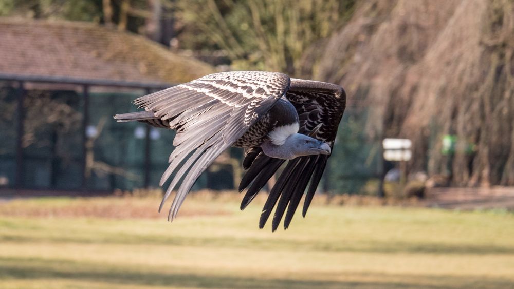 Flugmeister