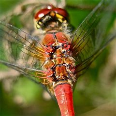 Flugmotor der Bluroten Heidelibelle (Sympetrum sanguineum, Männchen beim Sonnenbad)