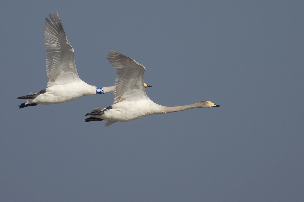 Flugnummer 2H45