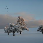 Flugobjekte im Schnee ..