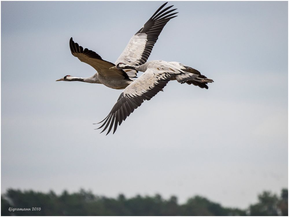 flugparade der kraniche........