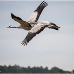 flugparade der kraniche........