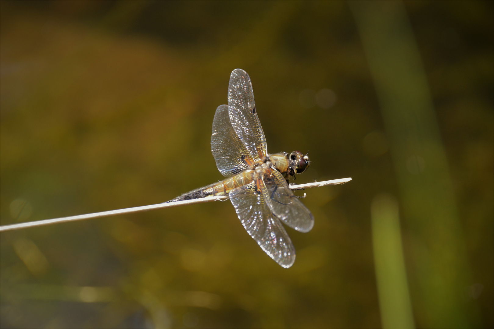 Flugpause am Weiher