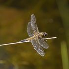 Flugpause am Weiher