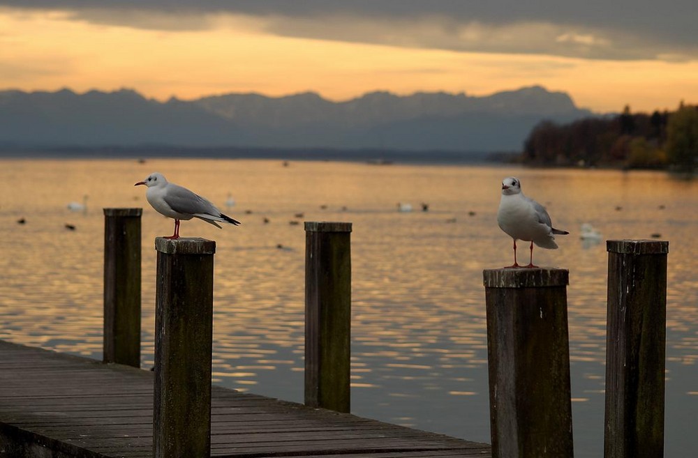 Flugpause im Abendrot