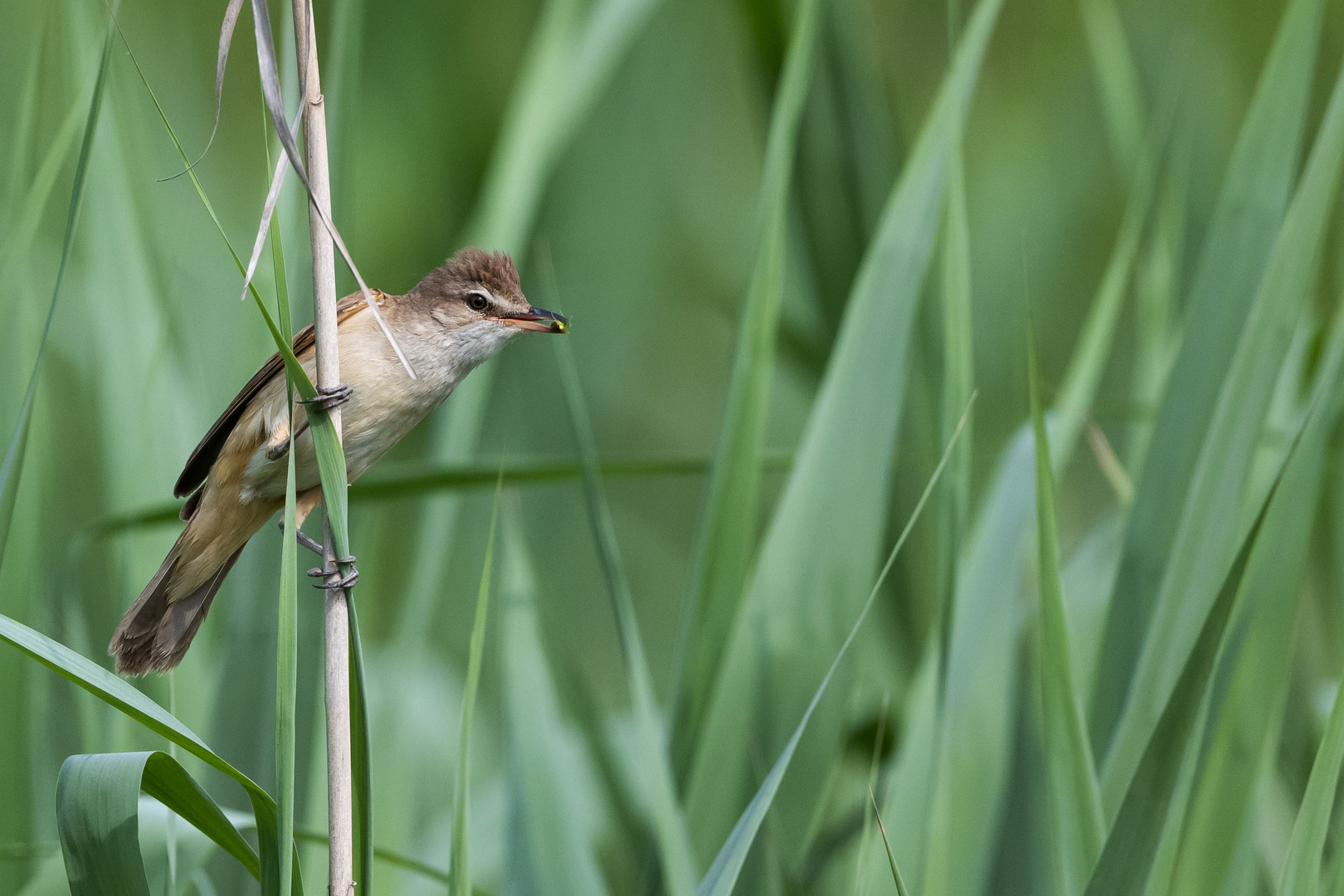 Flugpause im Schilf