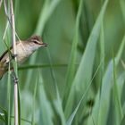 Flugpause im Schilf