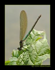 Flugpause - Libelle