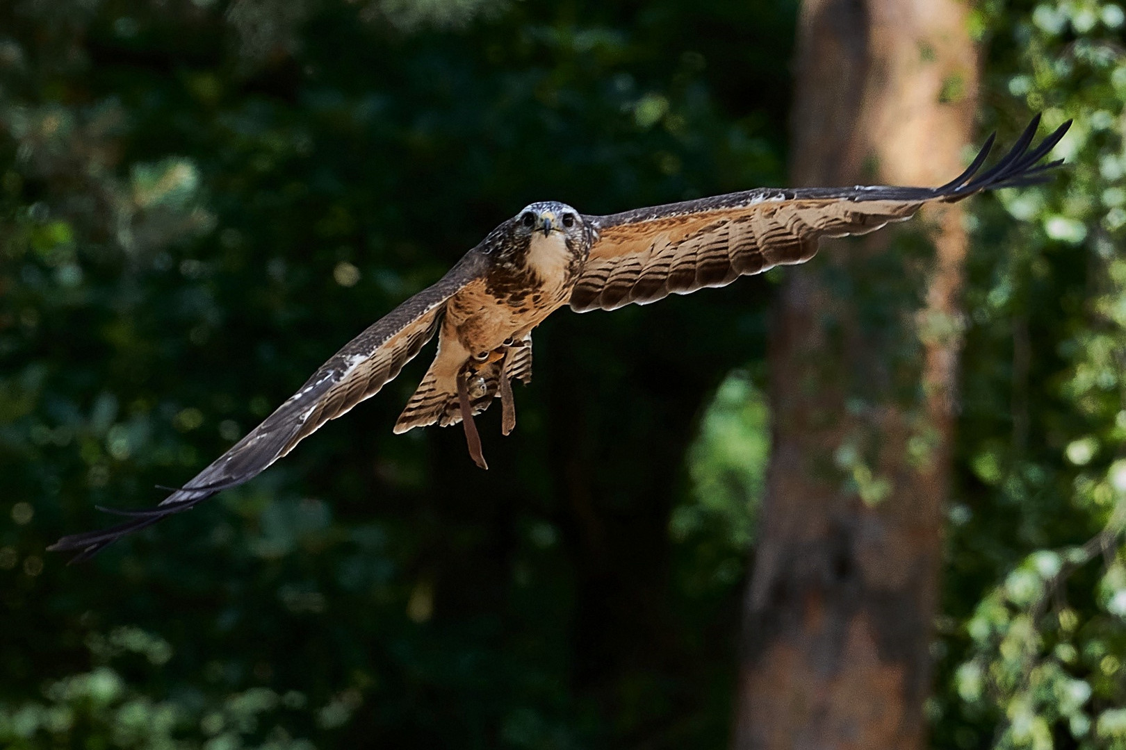 Flugphasen eines Bussards