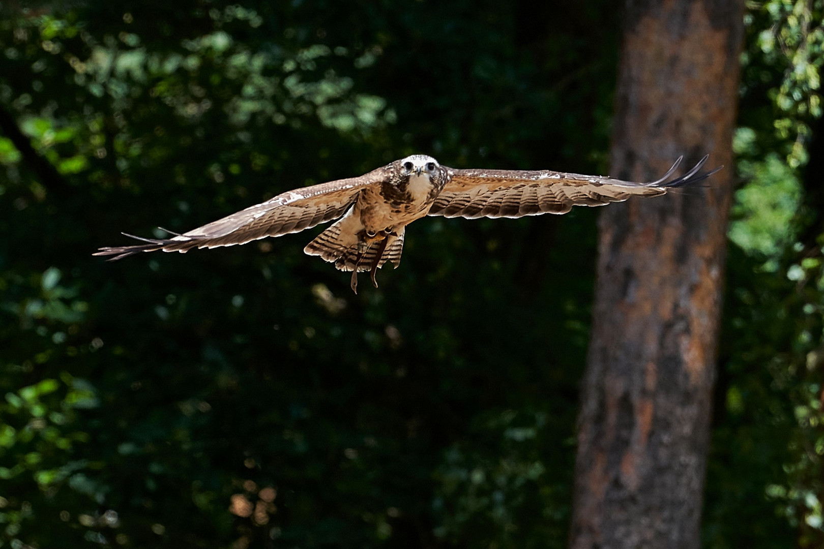 Flugphasen eines Bussards