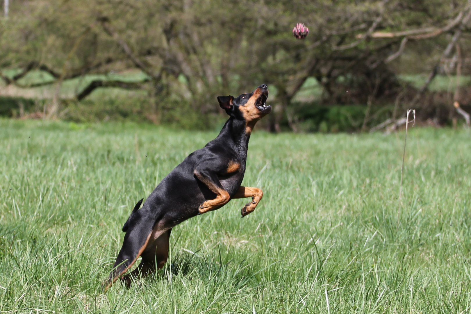 Flugpinscher