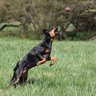 Flugpinscher