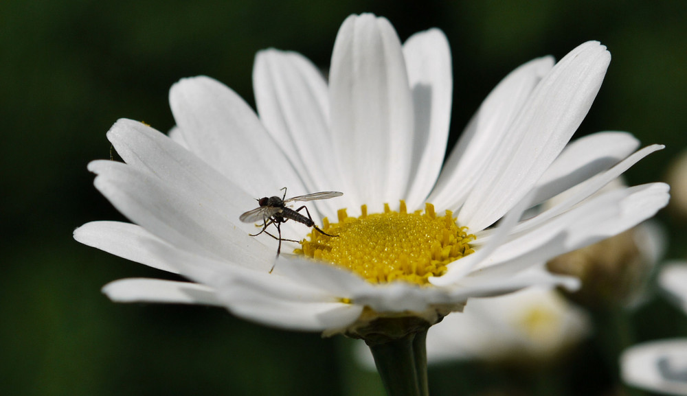 ~ Flugplatz Margerite ~