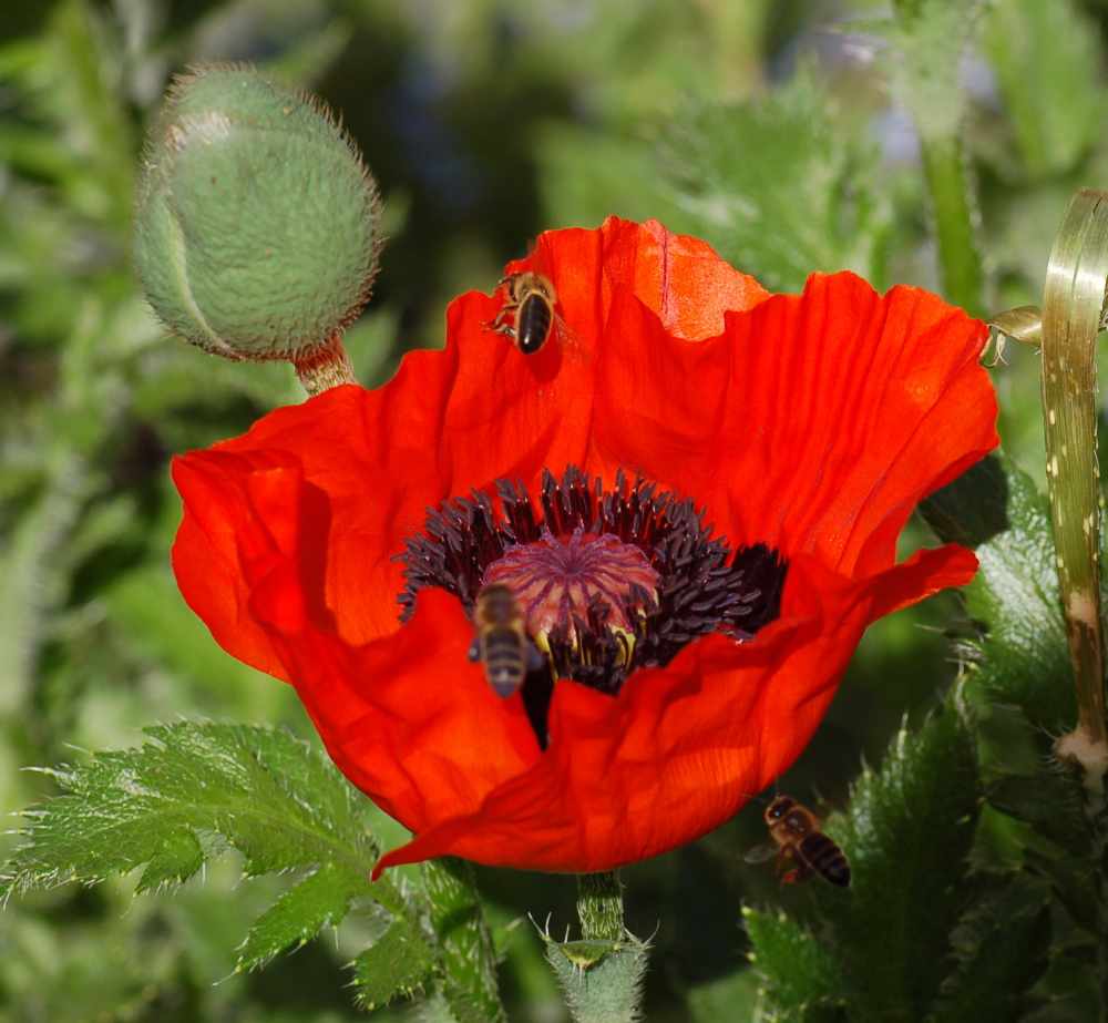 Flugplatz Mohnblume