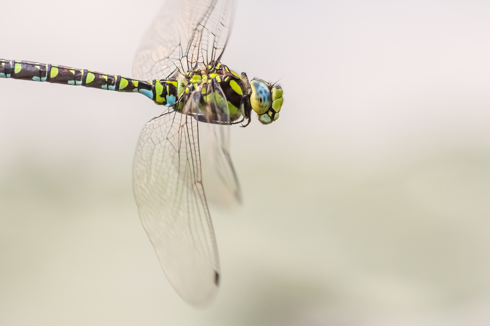 Flugportrait