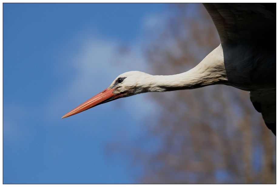 Flugportrait II