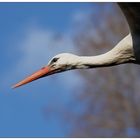 Flugportrait II