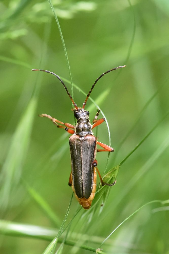Flugrichtungsanzeiger links Foto & Bild | makro, natur, insekten Bilder