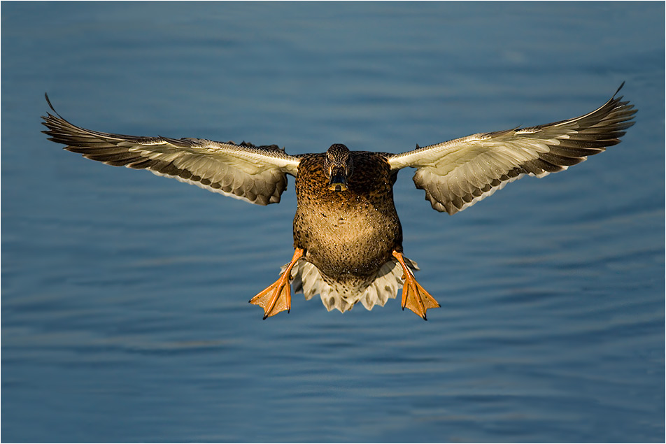 Flugsaison 2005/2006 ist eröffnet